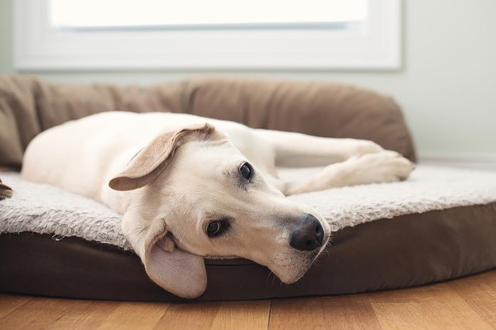 dog