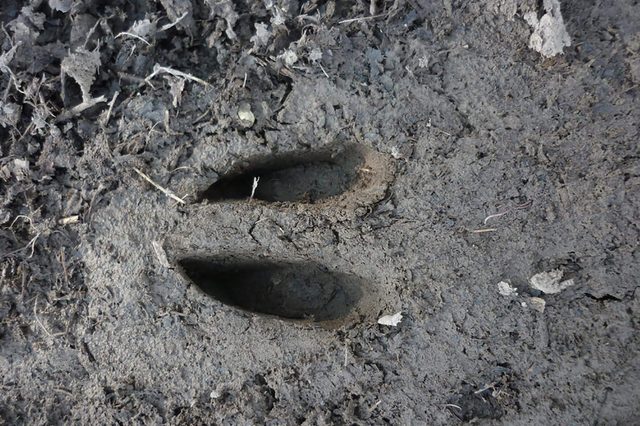 Deer-Footprint