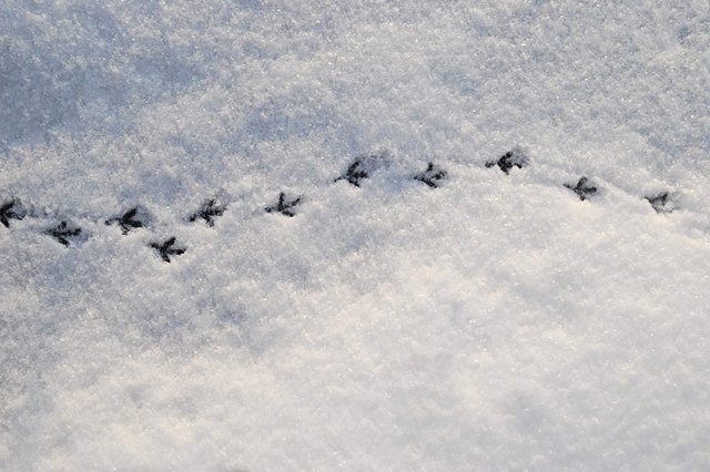 Pigeon-footprints