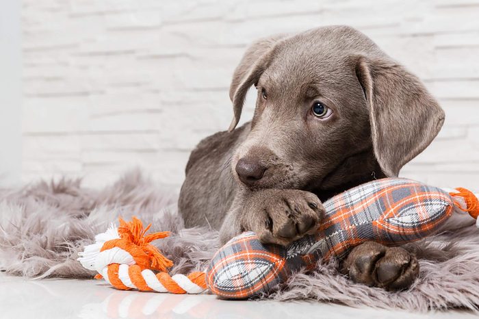Puppy