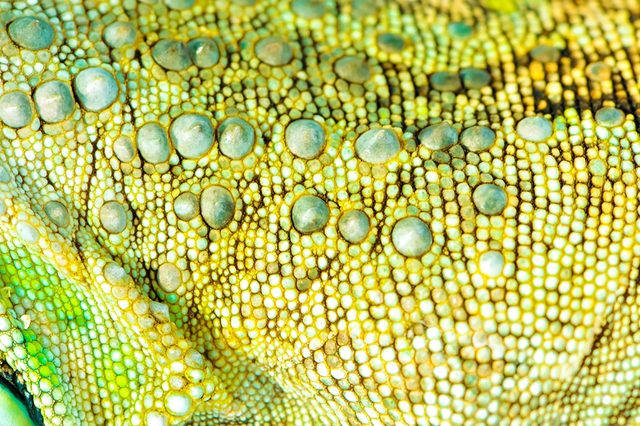 Scales
