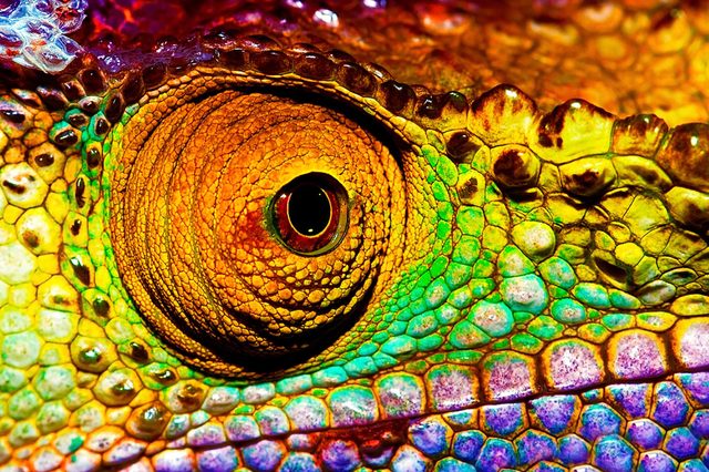 Chameleon