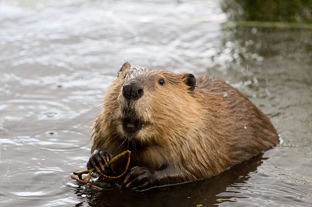 Beaver