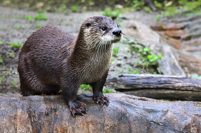 Otter