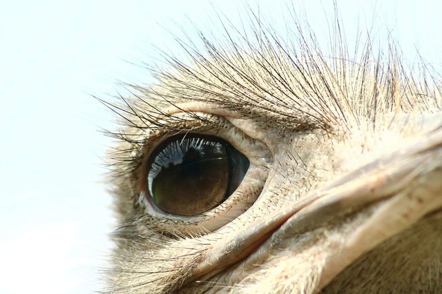 Ostrich
