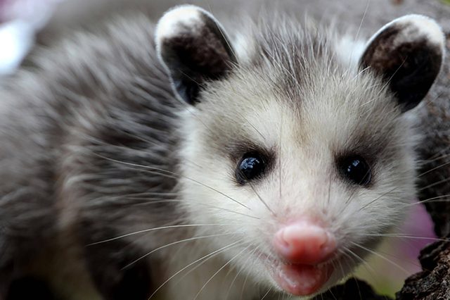 Opossum