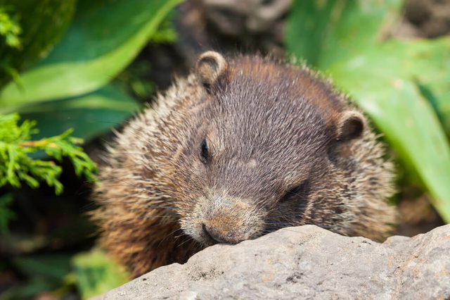 cute baby groundhot sleeping