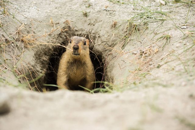A Marmot in green field