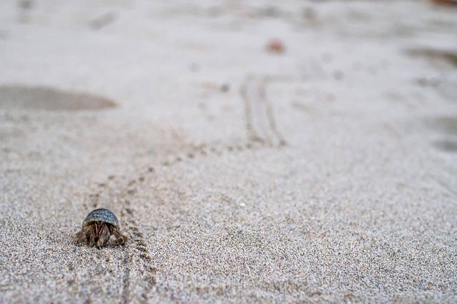 hermit-Crab