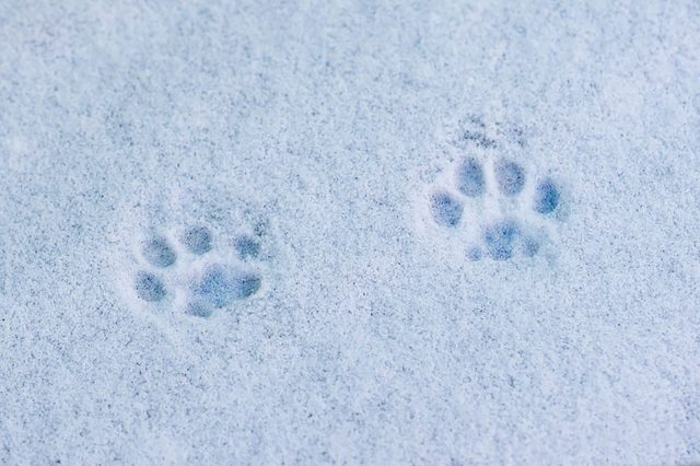 Cat-footprints