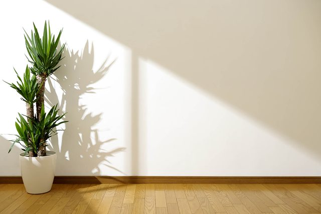 plant