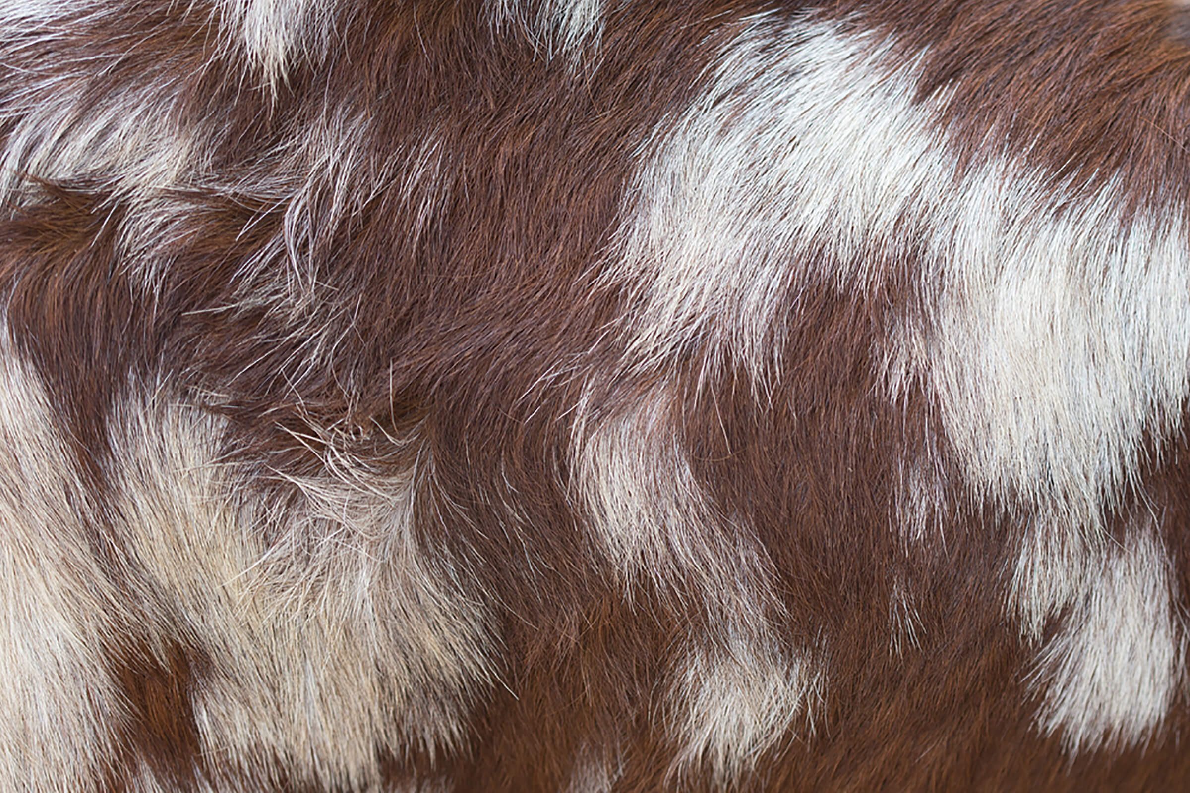 Goat-fur