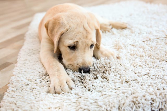 Puppy