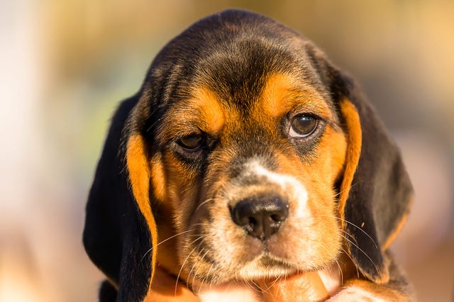 Puppy