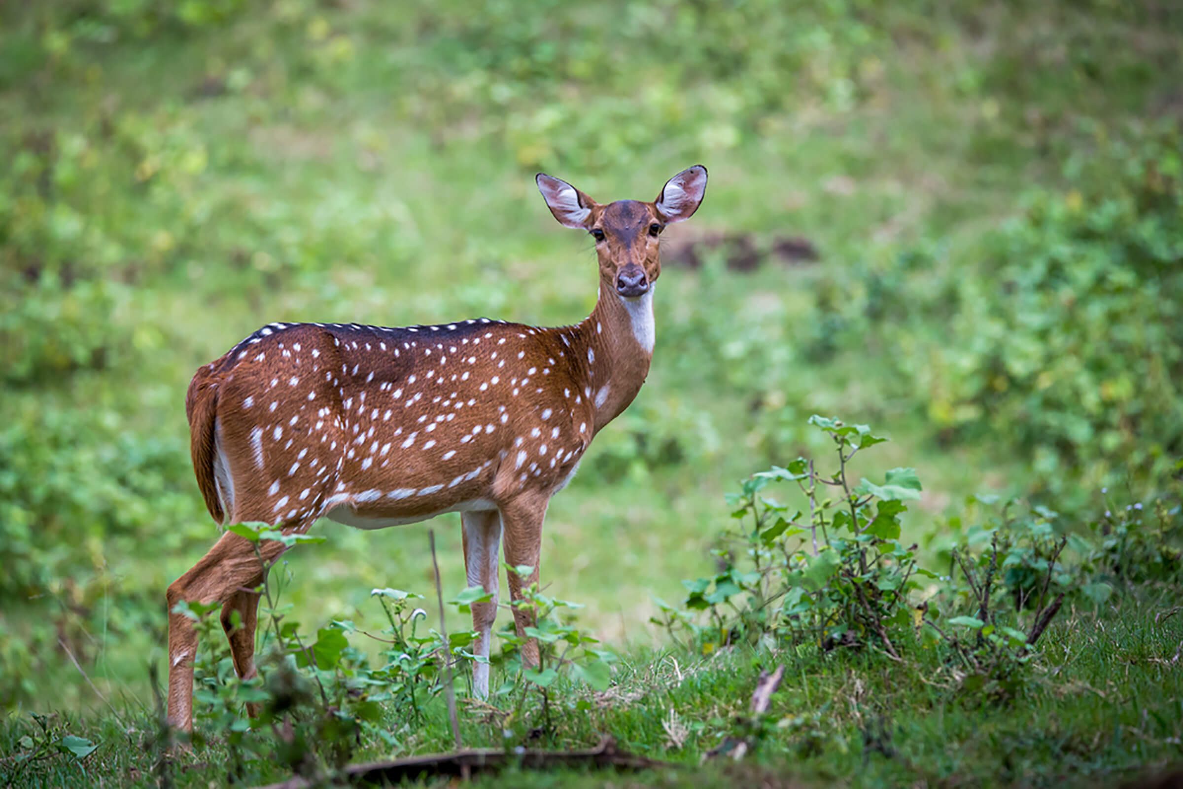 Deer