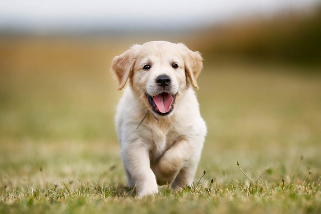 Puppy