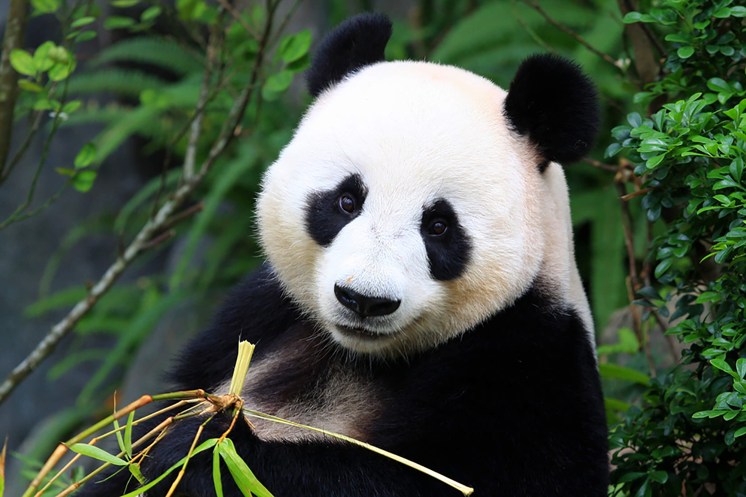 Panda