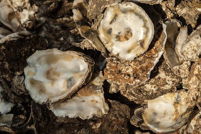 Oysters