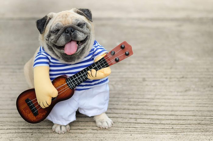 Adorable-Puppy-Pictures