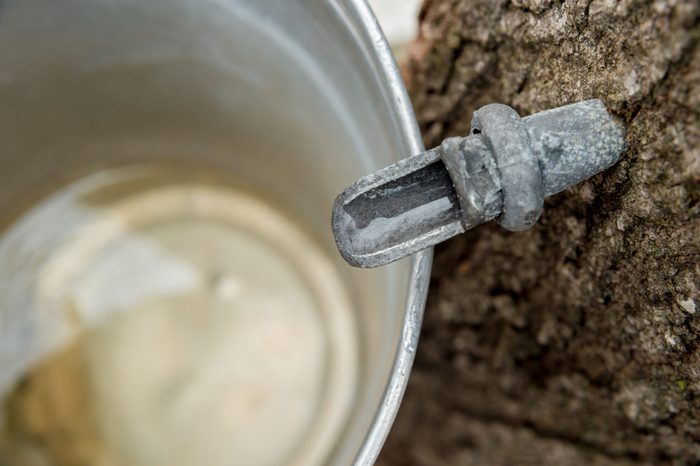 maple syrup sap tap