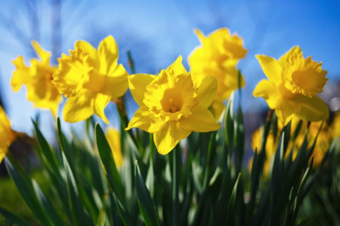 yellow daffodils