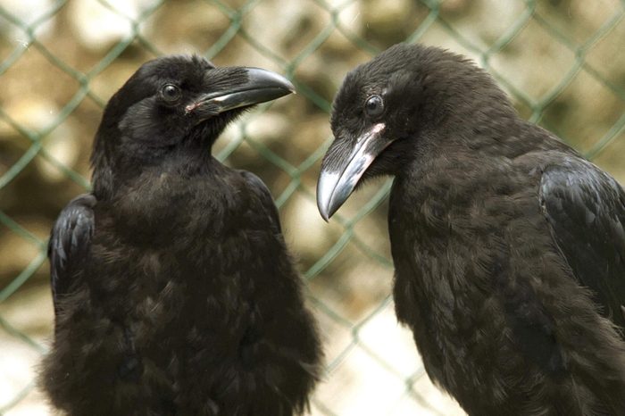 Ravens From The Tower Of London For Feature On Derrick Coyle (not Shown) Raven Master 1995. 493 3250 2014 0752.