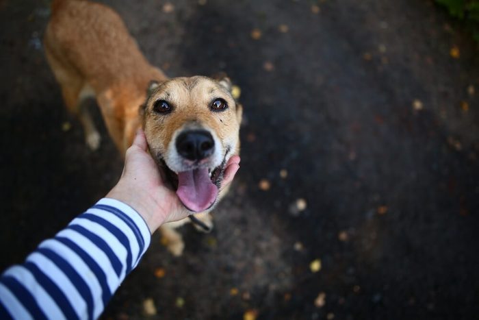 Dog friend of the owner