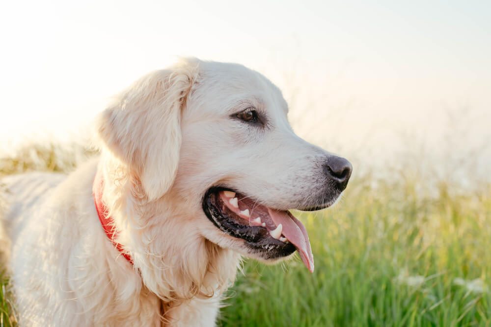 labrador retriever dog walking in park