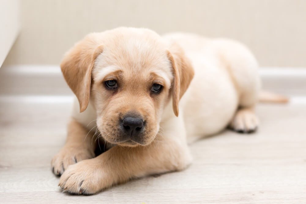 Labrador Retriever Pale Colors