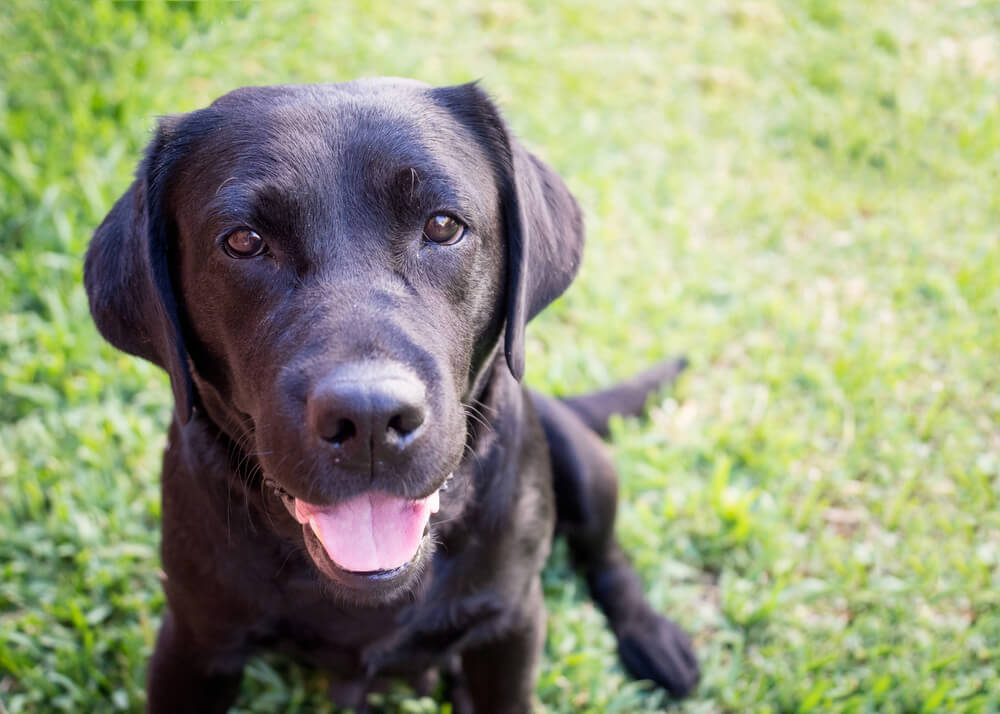 Beautiful black labrador retriever
