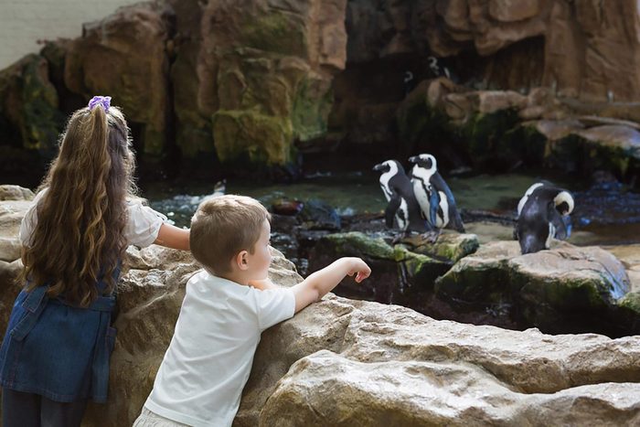 Little siblings looking at penguins at the aquarium