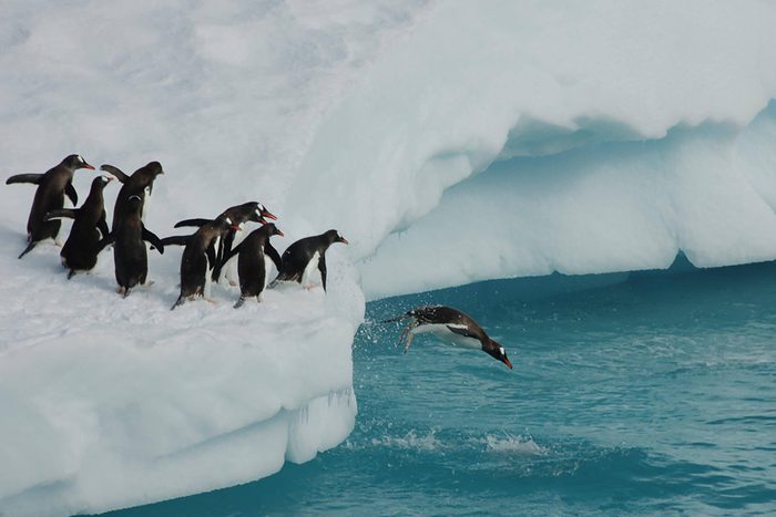 Penguins playing on Iceberg