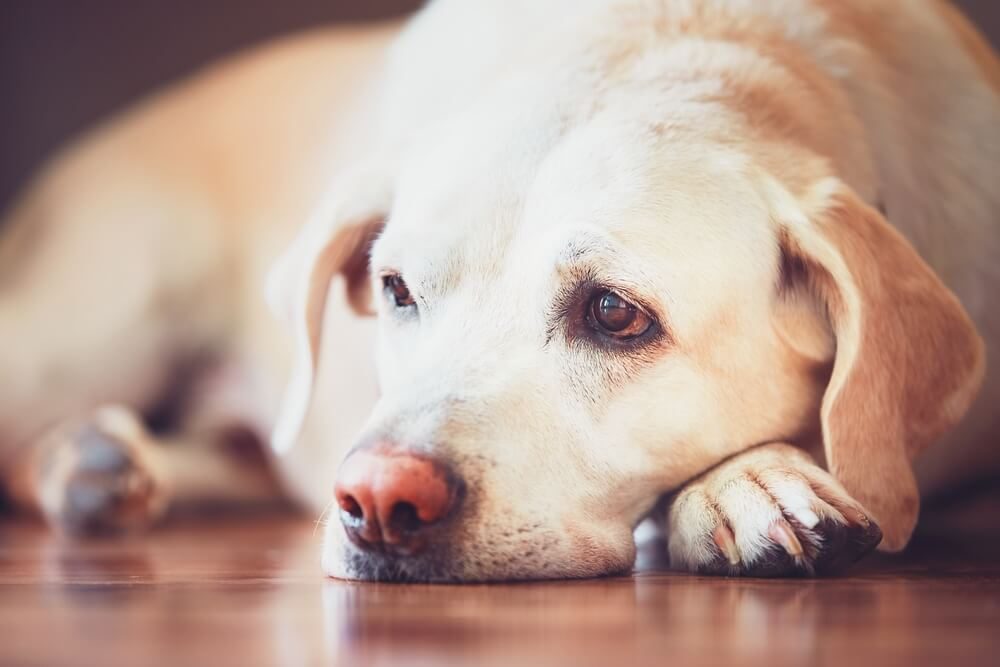 Sad look of the old dog. Sick (or tired) labrador retriever lying on wooden floor at home.