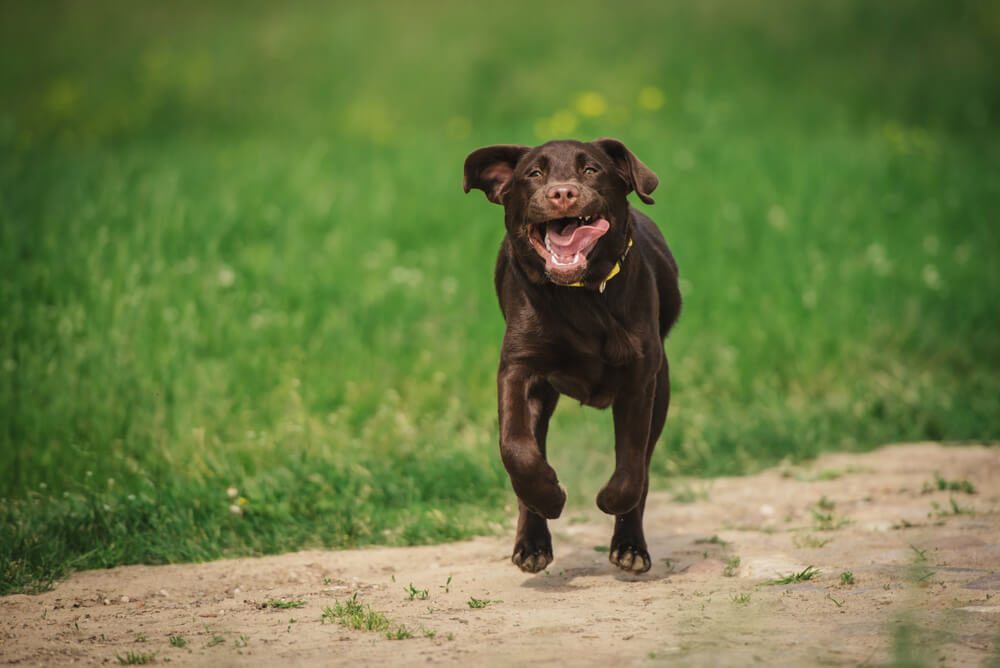Dog running on the field 
