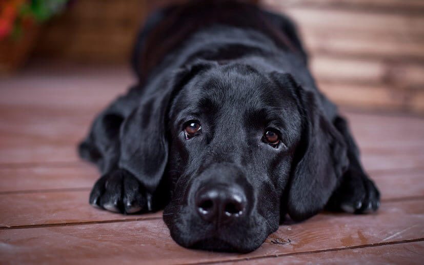 Labrador Retriever in the interior