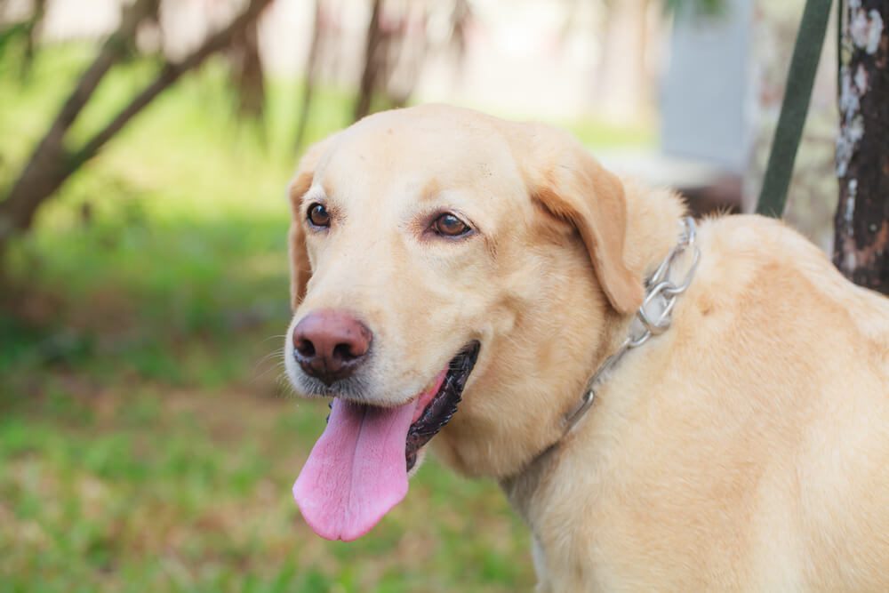 Dog Breed Labrador dog with a nose to smell good.