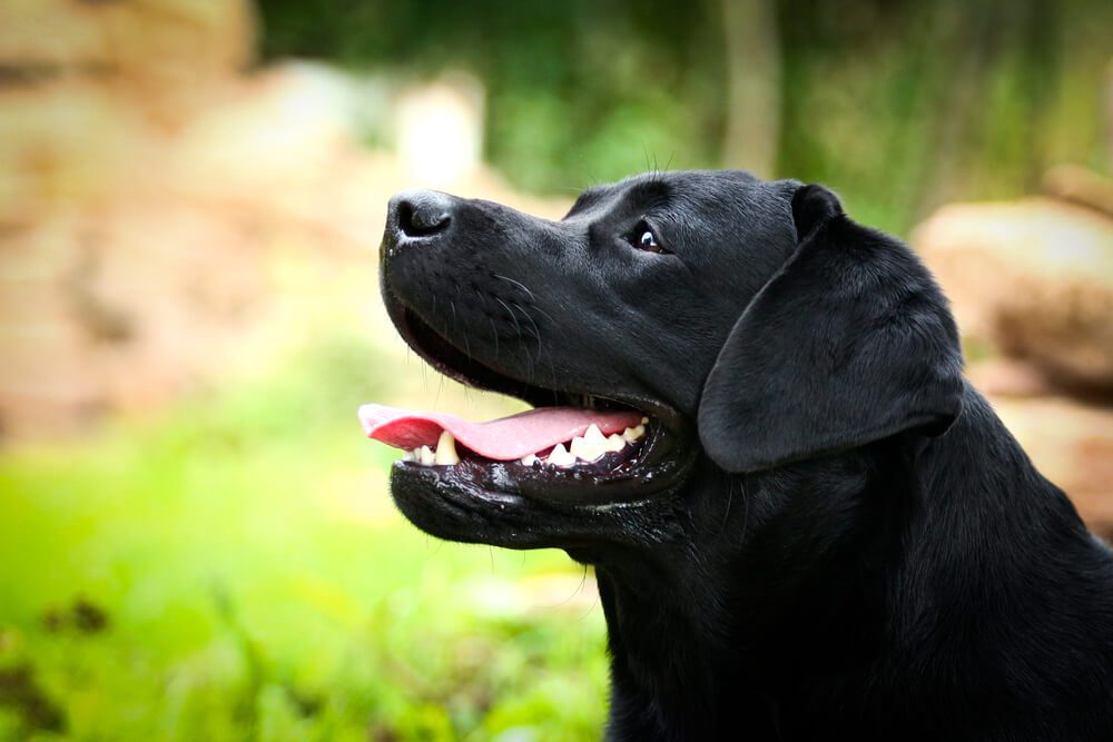 labrador retriever on nature