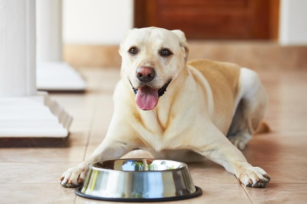 Hungry labrador with empty bowl is waiting for feeding.