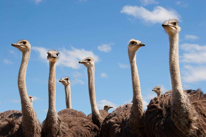 group of young common ostrich, Struthio camelus walking together on the open plains and grazing