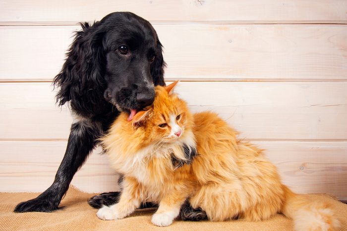 dog licks a cat, love, friendship, big and small