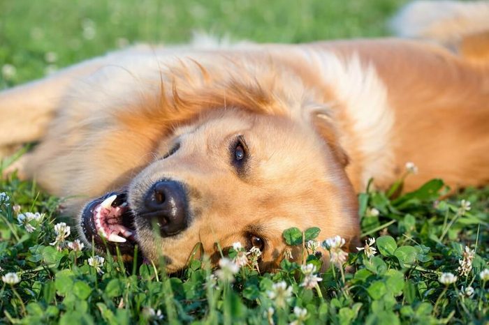 Portrait young dog playing in the meadow