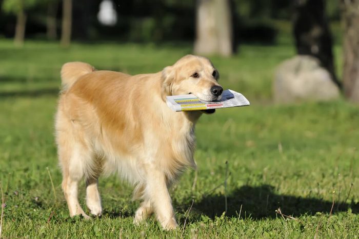 Labrador retriever