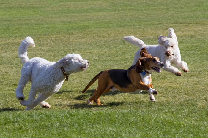Dogs at play - basset hound and poodles have fun running in a Colorado off-leash dog park
