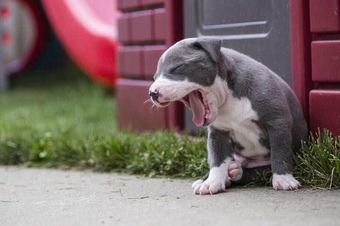 gray and white bit bull puppy yawning