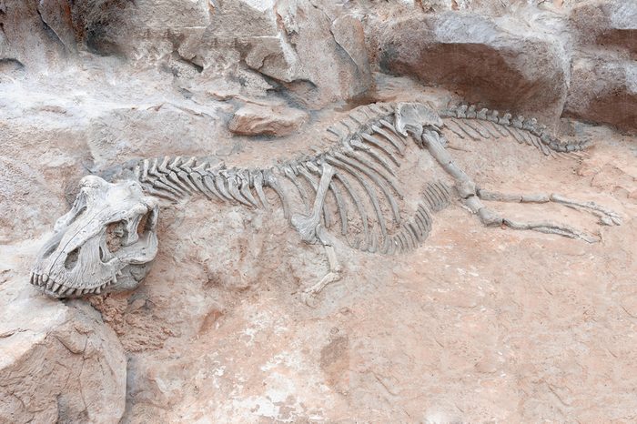 Dinosaur skeleton in ground stone Fossil Tyrannosaurus archaeological excavations. Prehistoric monster