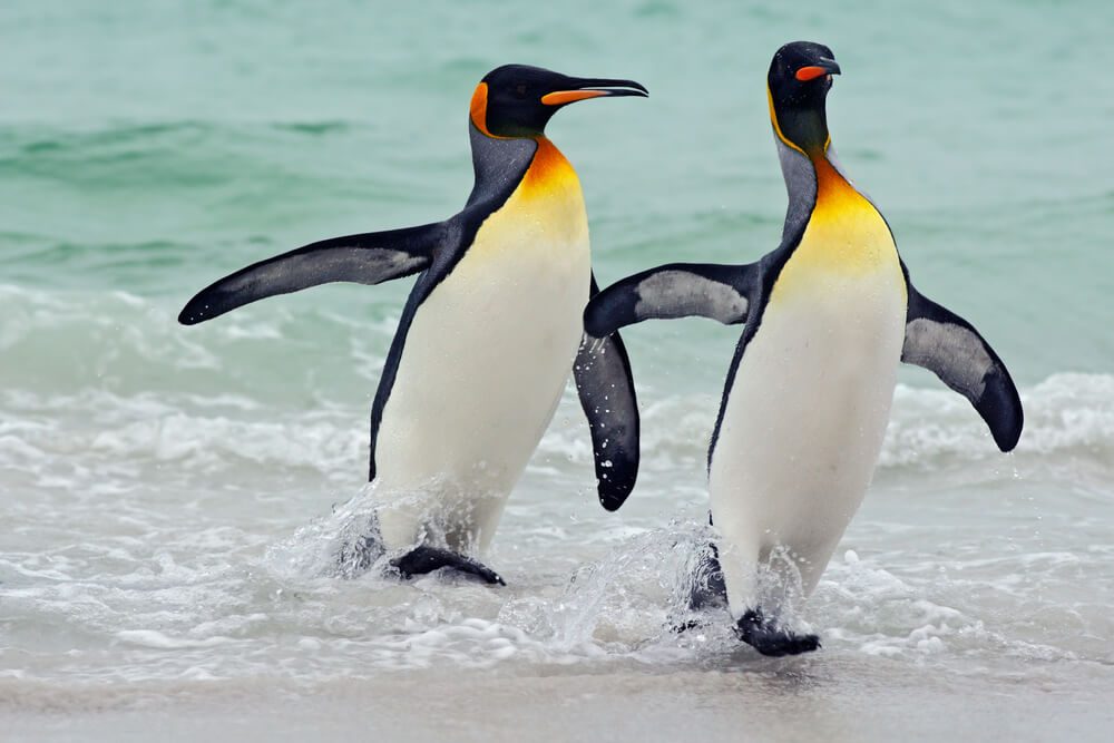 King penguins going from blue water, Atlantic ocean in Falkland Island. Sea bird in the nature habitat. Penguins in the water. Penguins in the sea waves. Penguin with black and yellow head.