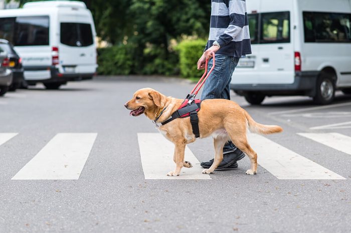 Guide dog is helping a blind man in the city