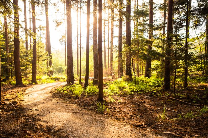 Hiking path and sunset in beautiful woods panoramic view, inspirational summer landscape in forest. Walking footpath or biking path, dirt road.