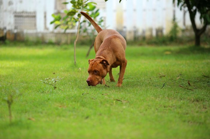 American Pit Bull Terrier, Dog smell something in the park