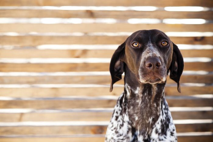 sad looking dog in front of wooden fence.